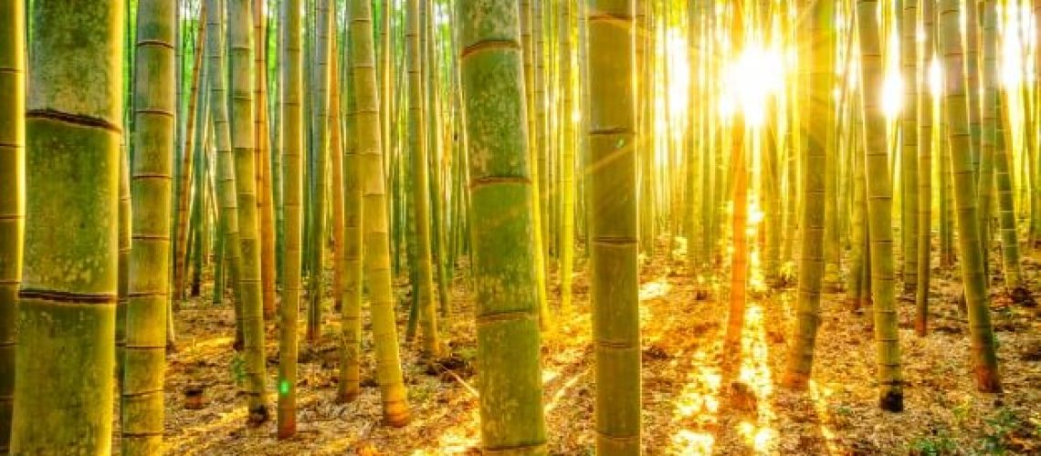 פאנג שווי - רותי בן אריה